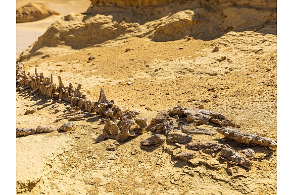 Autors: Shutterstock.com