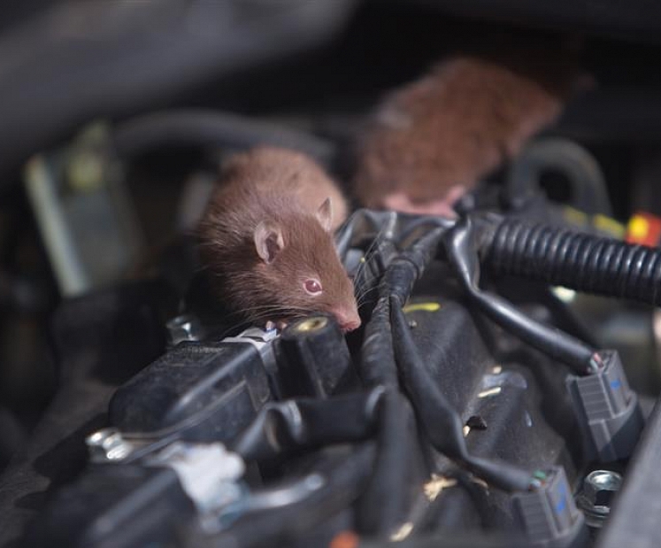 Daba ienāk pilsētā: pasargā auto no putniem un dzīvniekiem