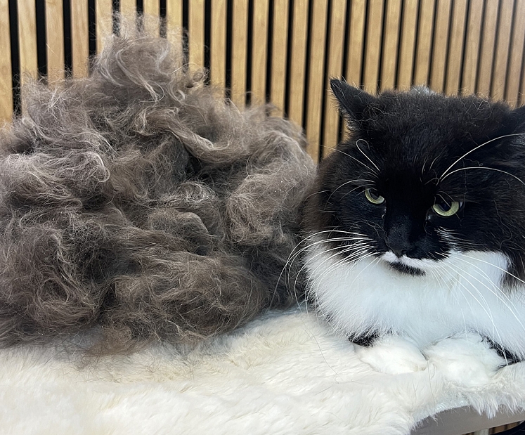 Unikāls skaistumkopšanas un SPA salons tieši kaķiem – Birma CATS
