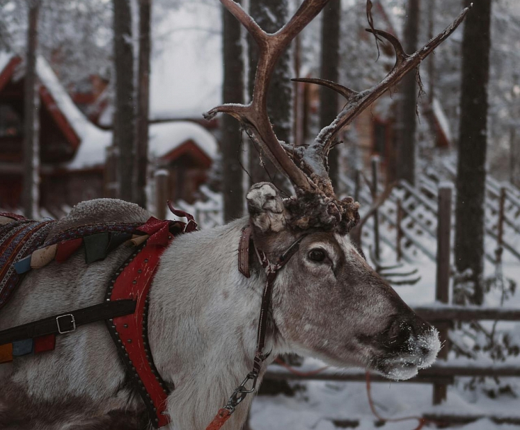 Santa Klauss Lapzemē: stāsts, kam notic gan bērni, gan pieaugušie