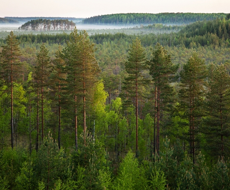 Kā noteikt cirsmas vērtību un neļaut sevi apmānīt
