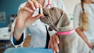 Veterinārārsti: zāļu rezerve svētku laikam jāveido savlaicīgi