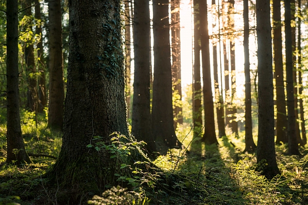 "Bergvik Skog" par 324 miljoniem eiro pārdevis meža īpašumus un uzņēmumus Latvijā Zviedrijas koncernam "Södra"