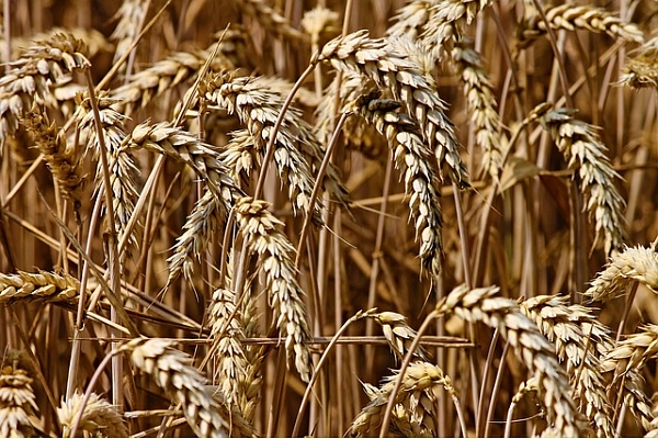 "Latraps" plāno ieguldīt 270 000 eiro graudu uzglabāšanas tvertņu izveidē