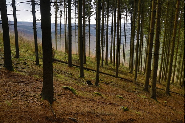 Mežizstrādātāja "Metsa Forest Latvia" apgrozījums pērn pieauga par 37,8%