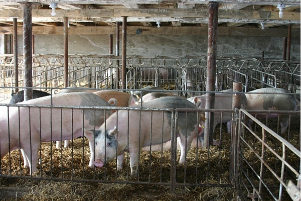 Cūkkopības uzņēmums "Latvi Dan Agro" biodrošībā plāno ieguldīt 111 000 eiro