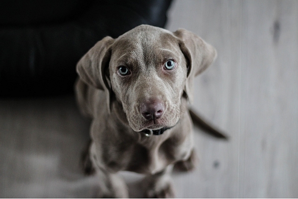 Suņa vēdera izeja: Kas ir norma, un kad jāvēršas pie veterinārārsta?