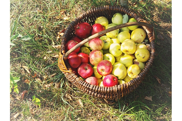 Atklāj ābolu no jauna