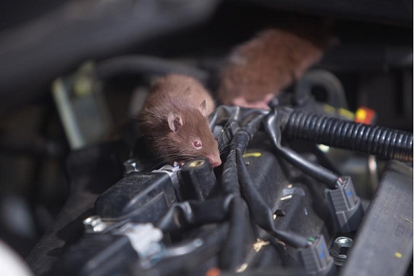 Daba ienāk pilsētā: pasargā auto no putniem un dzīvniekiem