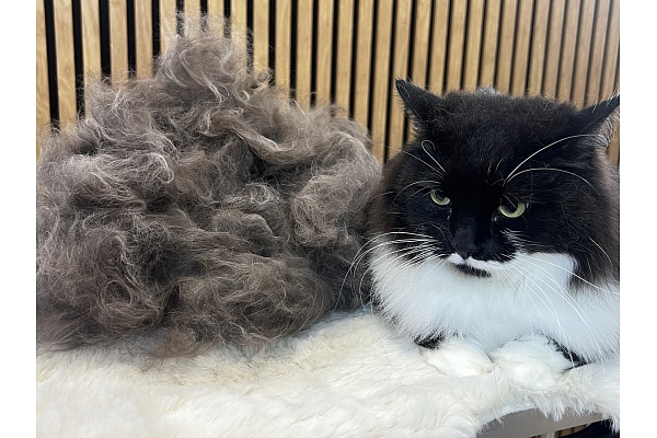 Unikāls skaistumkopšanas un SPA salons tieši kaķiem – Birma CATS