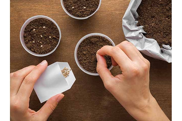 Kad sēt tomātu sēklas? Labākais laiks stipru dēstu izaudzēšanai