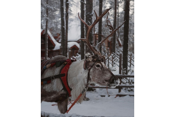 Santa Klauss Lapzemē: stāsts, kam notic gan bērni, gan pieaugušie