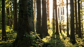 "Bergvik Skog" par 324 miljoniem eiro pārdevis meža īpašumus un uzņēmumus Latvijā Zviedrijas koncernam "Södra"