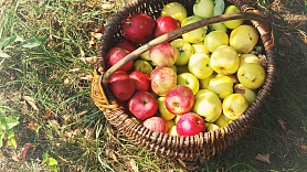 Atklāj ābolu no jauna