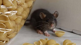 Deratizācija – efektīvākais risinājums cīņai pret grauzējiem tavā mājoklī