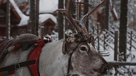 Santa Klauss Lapzemē: stāsts, kam notic gan bērni, gan pieaugušie