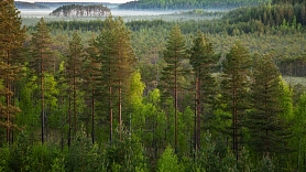 Kā noteikt cirsmas vērtību un neļaut sevi apmānīt