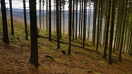 Mežizstrādātāja "Metsa Forest Latvia" apgrozījums pērn pieauga par 37,8%