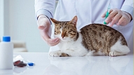 Veterinārā klīnika "Ami's"

