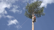 Arborista ieteikumi, kā aprūpēt piemājas kokus, lai vējā lūstoši zari nesabojātu īpašumu