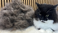 Unikāls skaistumkopšanas un SPA salons tieši kaķiem – Birma CATS