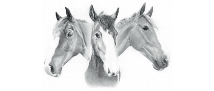 Andis Grasis, veterinārārsts