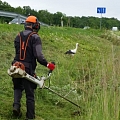 Zāles pļaušana (grāvmalas, plašas teritorijas u. c.) un mauriņa kopšana