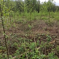 Jaunaudžu kopšana
