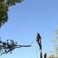 Bīstamo koku zāģēšana, koku kopšana, arborists