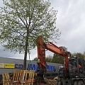 Bīstamo koku zāģēšana, koku kopšana, arborists