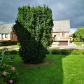 Bīstamo koku zāģēšana, koku kopšana, arborists