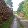 "AlderWood", SIA, Mežizstrāde Kurzemē