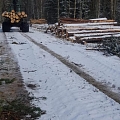 "AlderWood", SIA, Mežizstrāde Kurzemē