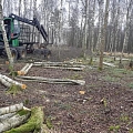 "AlderWood", SIA, Mežizstrāde Kurzemē