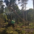 "AlderWood", SIA, Mežizstrāde Kurzemē