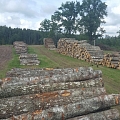 Koku dastošana