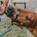 Poniji.lv - poniji pasākumiem, bērnu ballītēm