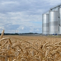 Graudu pieņemšanas punkts Linas Agro