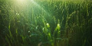 OGRES APBEDĪŠANAS SERVISA CENTRS