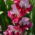 Gladiola