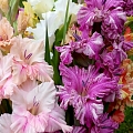 Gladiolas dažādās krāsās