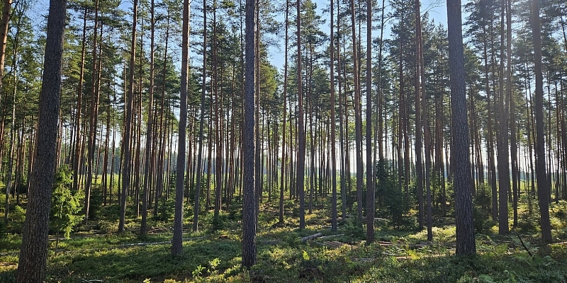 Mežizstrāde Vidzemē