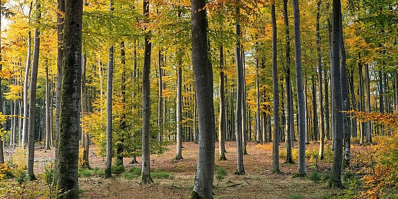 Meža īpašumu pirkšana