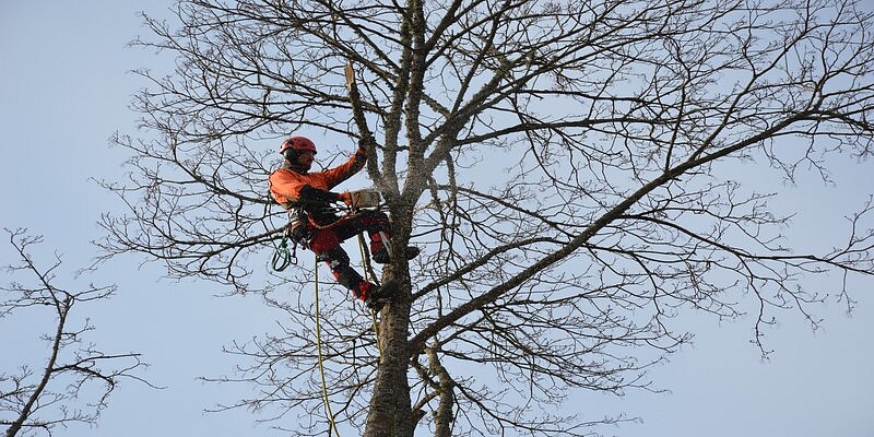 Arboristu pakalpojumi