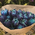 Tulpes