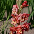 Gladiolas Siguldā