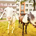 BallīteZoo – kaziņas ciemos pasākumā ar smaidu