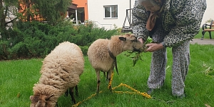 Lauku SĒTAS DZĪVNIEKI pasākumiem