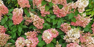 Puķu dobes ierīkošana