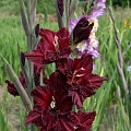 Gladiolas